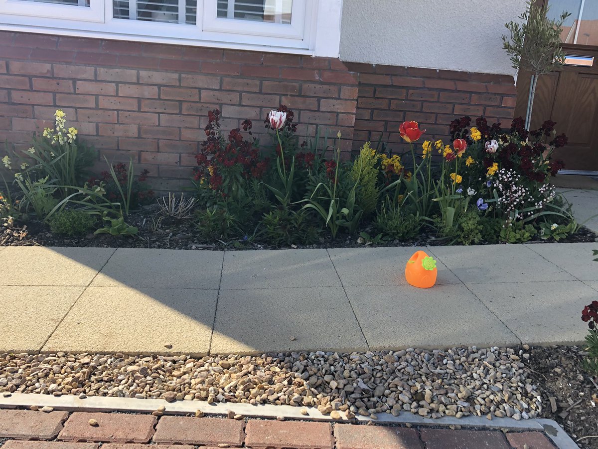 Pretty happy with the front garden in its first 6mths . Wallflowers particularly sweet 🥰 💐