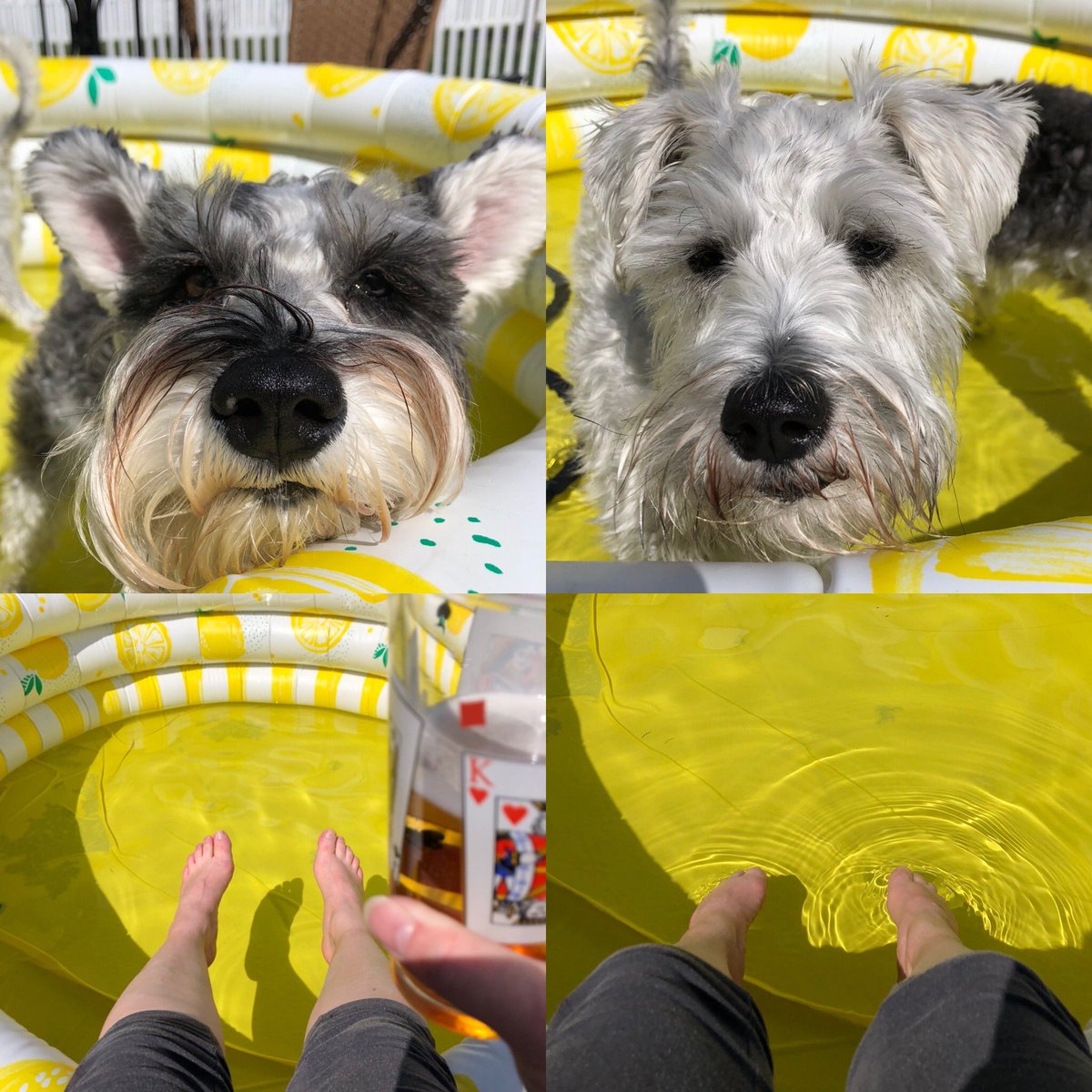 KellyCalderone's tweet photo. After a few days of hard work on more furlough-home-projects, the boys and I deserve some cooling time on this gorgeous afternoon 🏊‍♀️ 💦 
✅ Second 8x8x2 storage built for the garage
✅ Garage organized
✅ All windows cleaned inside and out
#minidip #coolingoff #somanyprojects https://t.co/aaVPgqKJSg