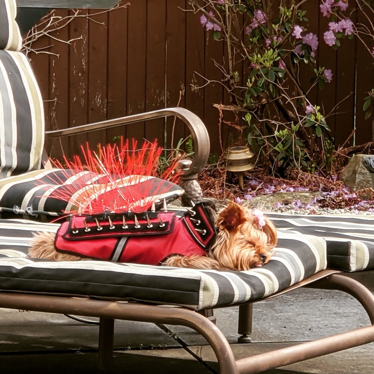 EChatsworth's tweet photo. Boo loves to nap safe and sound in her anti-hawk vest! 😍 Connecticut lockdown day 36

#yorkie #yorkshireterrier #thebrassqueen #brassqueen #authorlife #authorbuddy #cutedog https://t.co/jX7ICuL4eI
