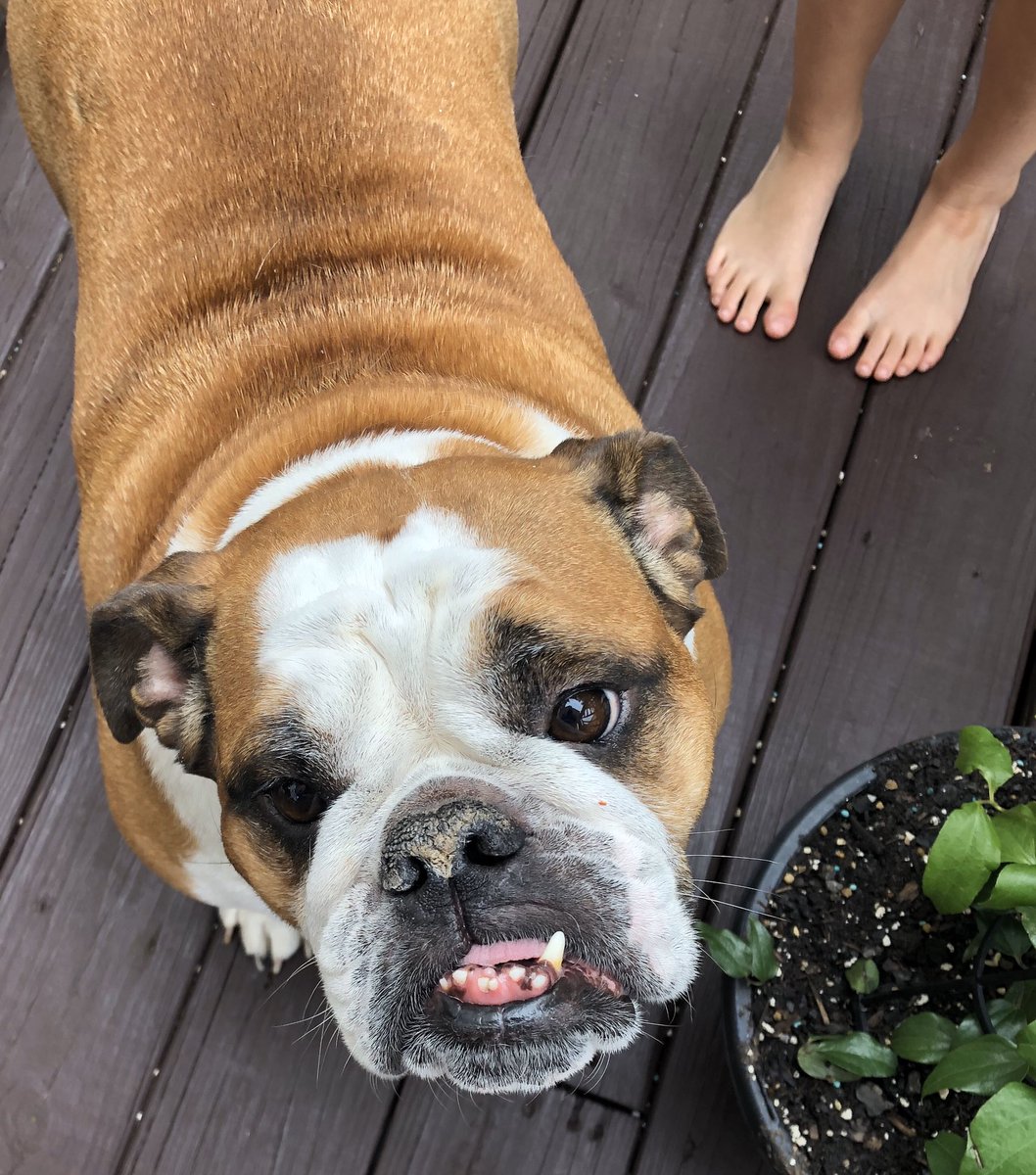 Pridg_LHS's tweet photo. @RaeElle my bulldog Chubb sends her love to Big Poppa! She has 2 boys at her house and would be happy to trade for a few hours of piece and quiet! ❤️ https://t.co/p5qJGznWV0