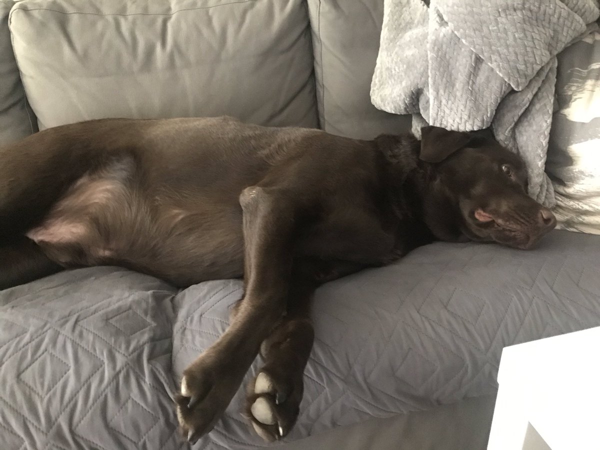 LabNamedSailor's tweet photo. I’m #workingfromhome and doing a great job at it! https://t.co/sbSAk94FKO