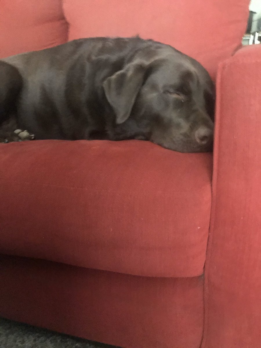 LabNamedSailor's tweet photo. I’m #workingfromhome and doing a great job at it! https://t.co/sbSAk94FKO