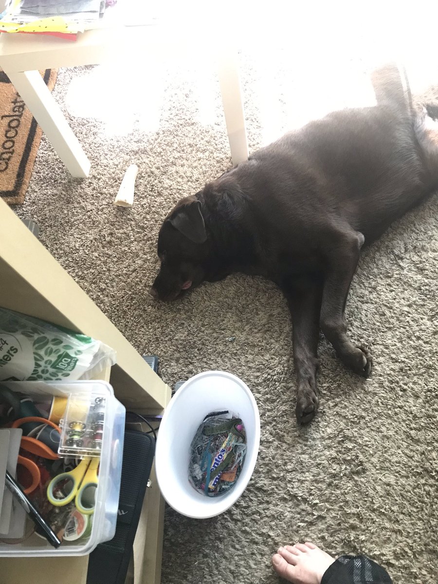 LabNamedSailor's tweet photo. I’m #workingfromhome and doing a great job at it! https://t.co/sbSAk94FKO