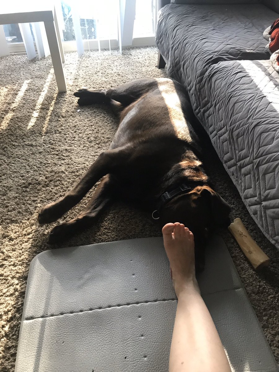 LabNamedSailor's tweet photo. @dog_feelings I stand in front of the computer so everyone in the Zoom call can admire my cuteness while my mom kicks and punches a bag.  Then she yells at me for being in the way.  It’s really hard being a dog. https://t.co/8DGSmkO57m