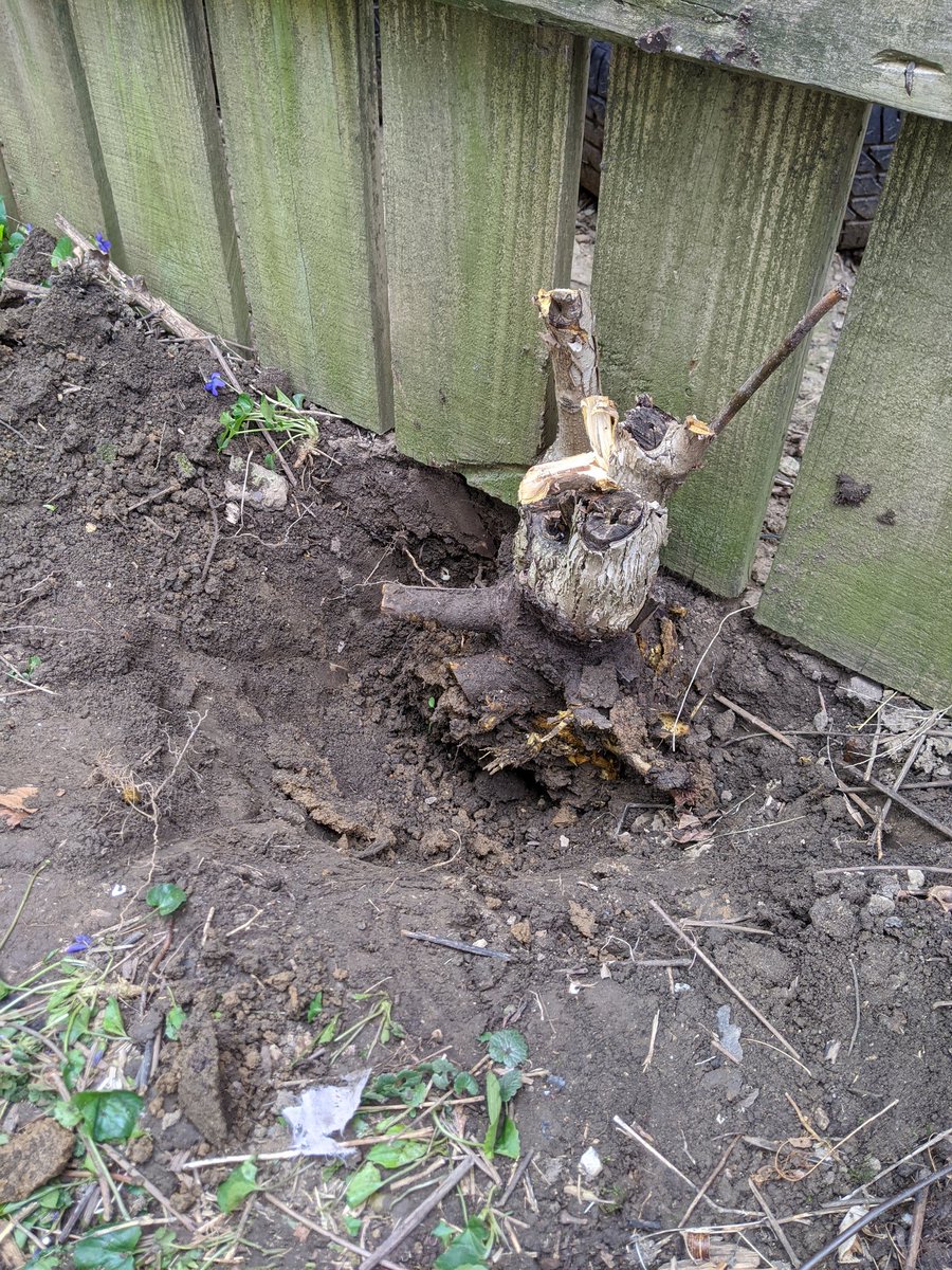 b1515152004's tweet photo. P 1: I got this new bush/tree/plant
P 2: Let's put it right next to the fence on the property line
P 1: Wouldn't that push the fence and be difficult for the next owner  to remove?
P 2: Perfect.

I am pretty certain the last owners of my house had this conversation numerous times https://t.co/JZVy9tEFJu