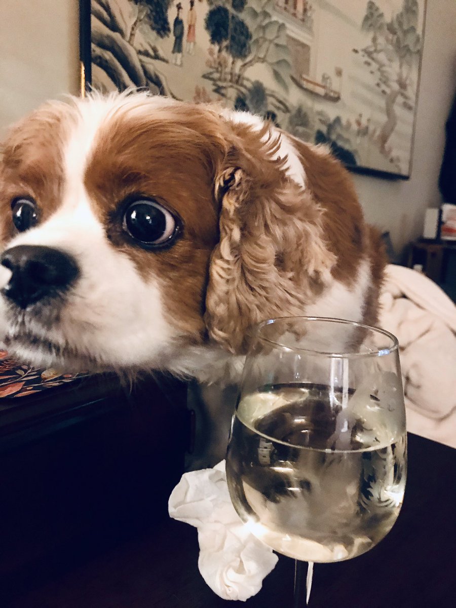 Basmati4u's tweet photo. @garyvee Shannon Ridge Chardonnay 🐾💞🐾💞 #SniffySniff approved 😂🤣😂🤣 https://t.co/6pXVMDgatM