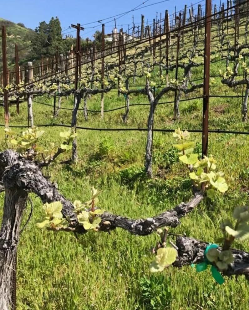 michaelsnewyork's tweet image. &quot;The world is a fine place and worth fighting for ...&quot; Ernest Hemingway 
#EarthDay
#MICHAELSNEWYORK 
#michaelisms 
#WeWillGetThroughThisTogether 
#malibuvineyards 
#wineWednesday