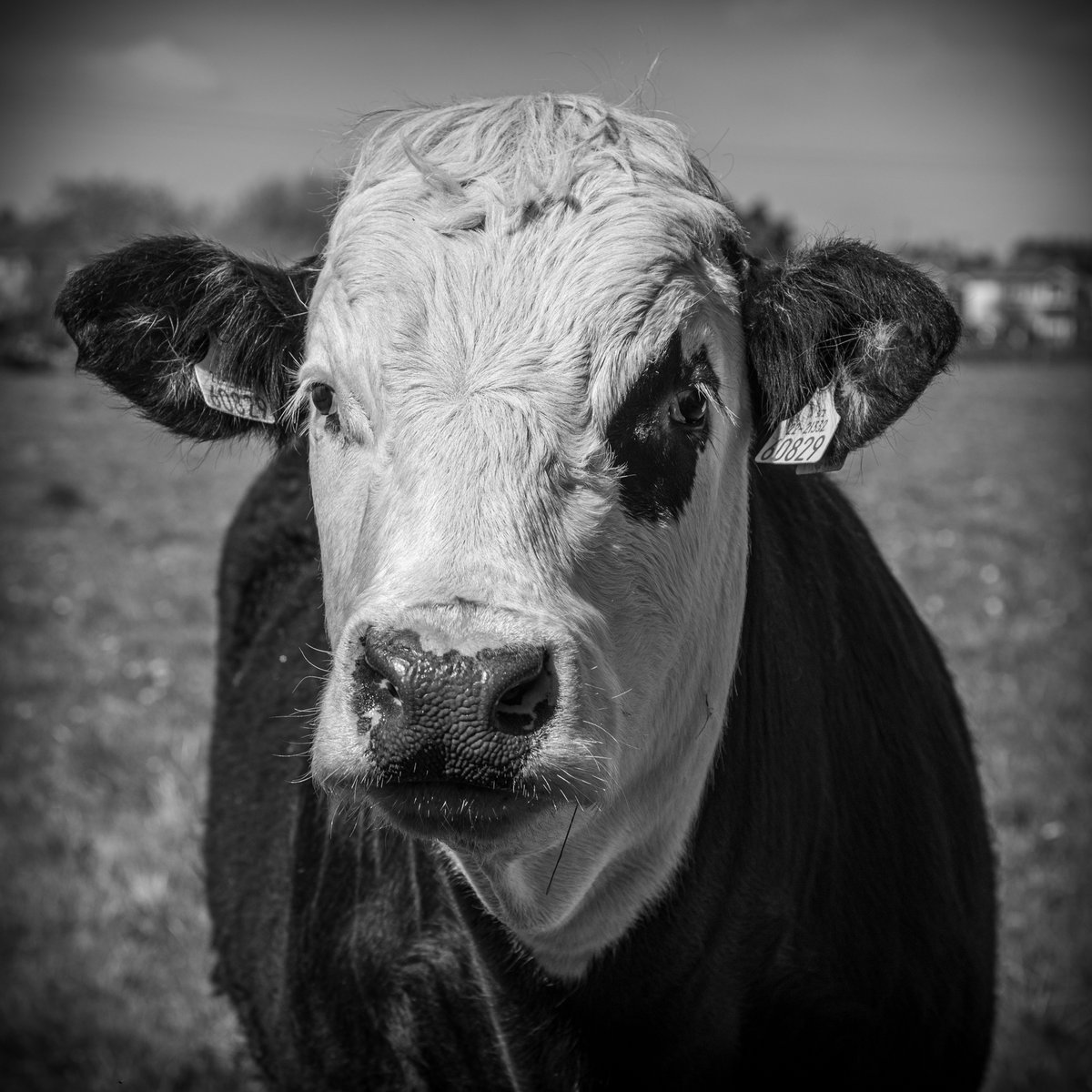 murphy_kieran's tweet photo. Cow https://t.co/V1yaBOEsWA