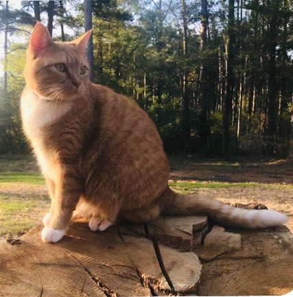 grove_ffa's tweet photo. The Pet of The Day today is Penny. She just turned 5. She likes being out in the sun and she talks a lot. Her owner is Brett Petrelli. #petoftheday #ffa #ughs https://t.co/BWyoKRmmqi