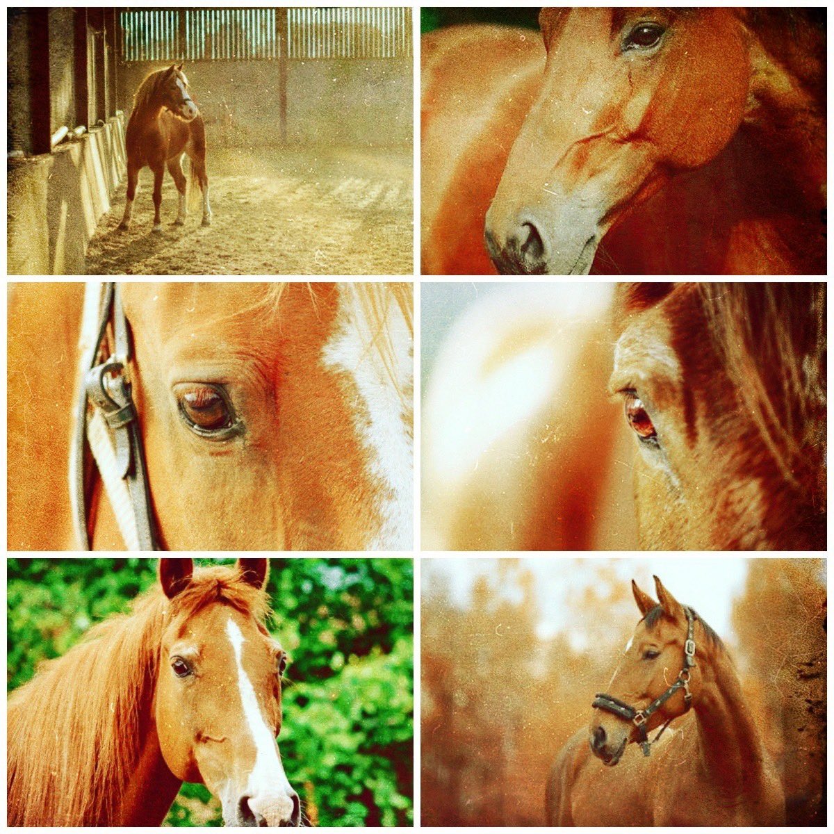 <Pet Roach and add apples. 

A horse is your best friend. 

Roach likes friends.> 🐎