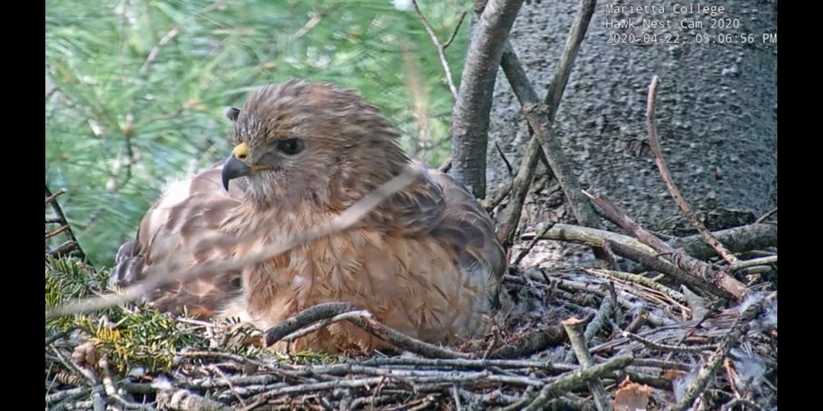 indysuz13's tweet photo. Watching the live #hawkcam feed via YouTube from @MariettaCollege is my new favorite way to relax. #ohio #BirdsOfPrey https://t.co/pCxnGZhc3S