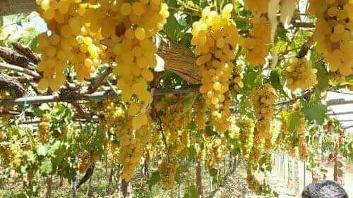 خليك من الصور هل ذقت عنب اليمن ؟ هل شفت لرمان اليمن مثيل في طعمه ؟  هل شممت رائحة الموالح ؟ هل وجدت موز بطعم الموز اليمني ؟ سافرت وزرت بلدان ما وجدت بطعم ولا بنكهة ولا برائحة خيرات بلادي 
#اليمن_بلاد_الخيرات