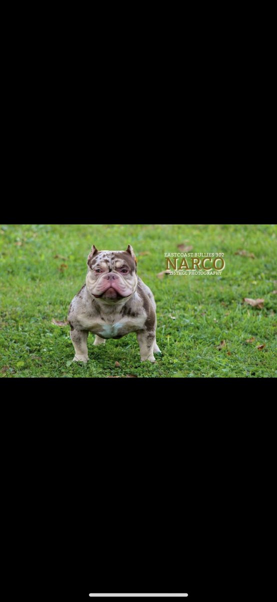 cirocbboy's tweet photo. Tri color Merle 🧬 https://t.co/by8pebTc9y