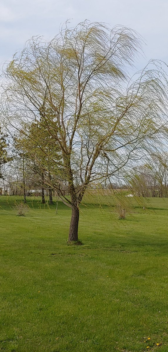 jenn14w's tweet photo. #ArborDayAtHome Trees are amazing! https://t.co/NaQWAsoU8P