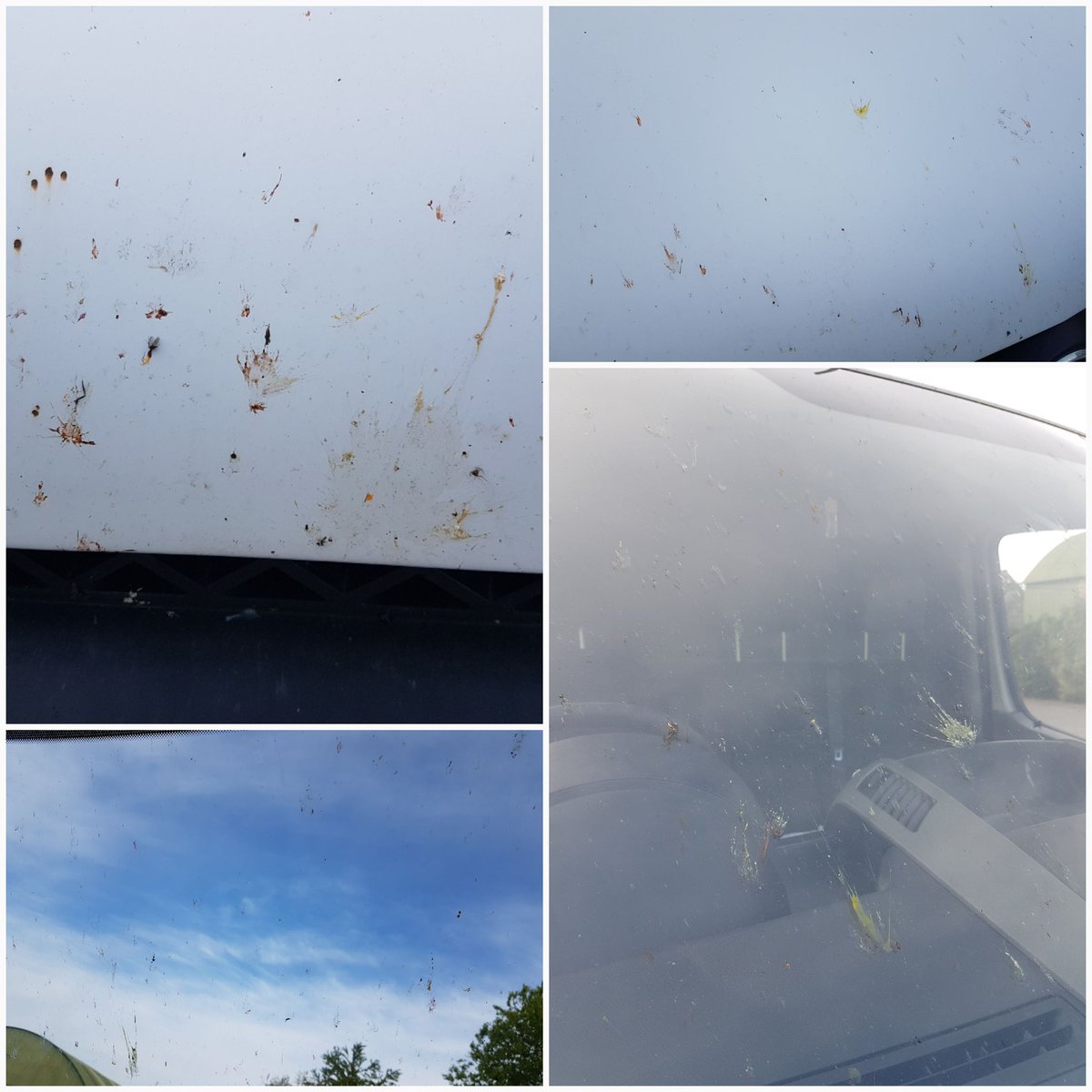 Short thread about insects:1. Had a van driver delivering to me today. His van covered in squashed insects. He said he hasn't seen the likes in 25 years. I was noticing the same a few days ago.