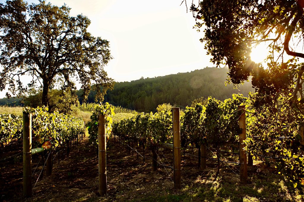 Today we raise our glass to Mother Earth! 🥂We believe that great wine starts in the vineyard &amp; we are fortunate to have an ideal growing site in Mt. Veeder, which also happens to be breathtakingly beautiful. Happy Earth Day! 🌎 🌱#EarthDay2020
