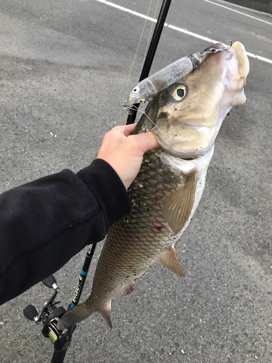 namatamanama's tweet photo. ニゴイトップ大好きおじさん。
🙏( ˘ω˘ )
#似鯉通信 #ニゴイ #carp
#heddon #originalzaraspook
#suilowz #quadfishingtools #gcdominator #gc57m
#topwater #surface https://t.co/WSGjrciC2z