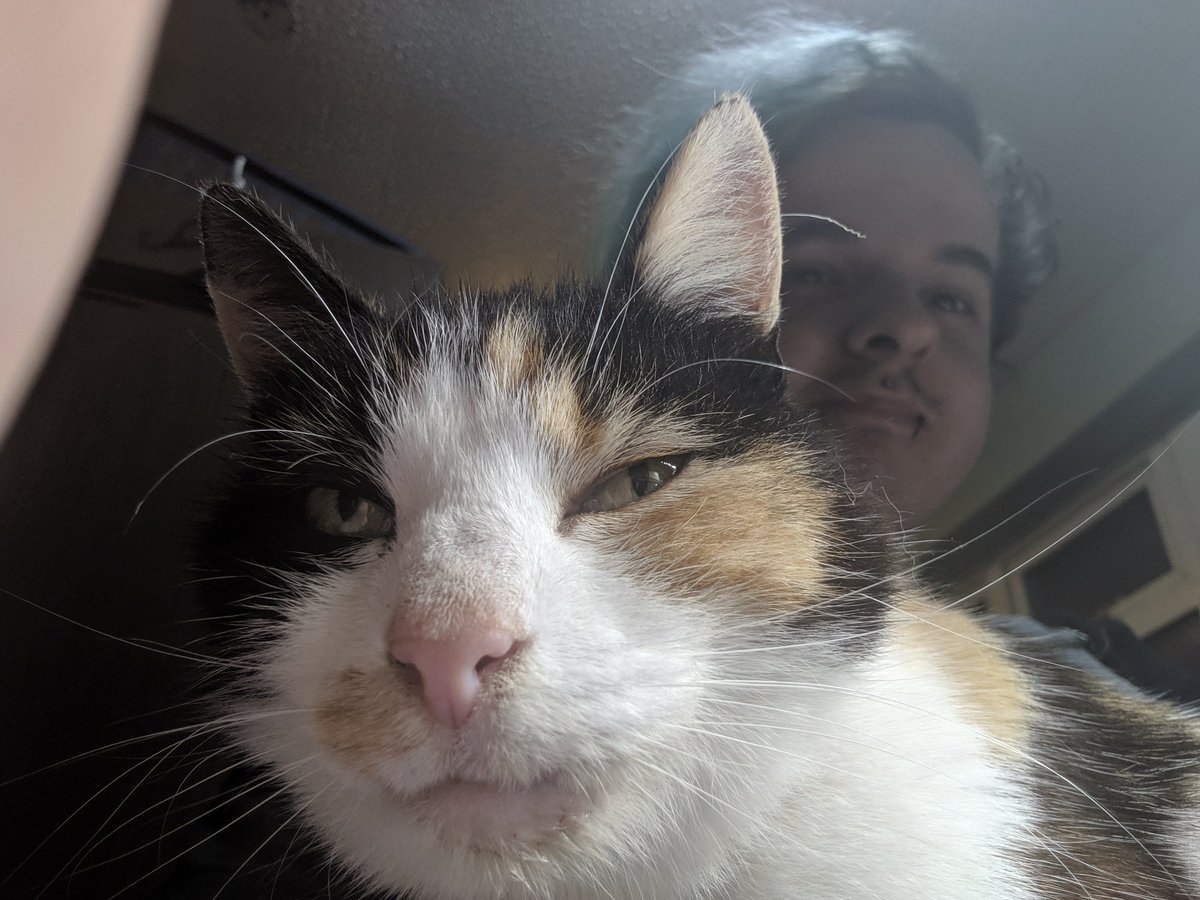 Twilight_Minx's tweet image. Started painting this beauty today (ignore battle cabbage he's a wip 😅) and a friend decided she wanted to help 🥰 #Warmongers #greyfax #cat #painting #warhammer40k #PaintingWarhammer