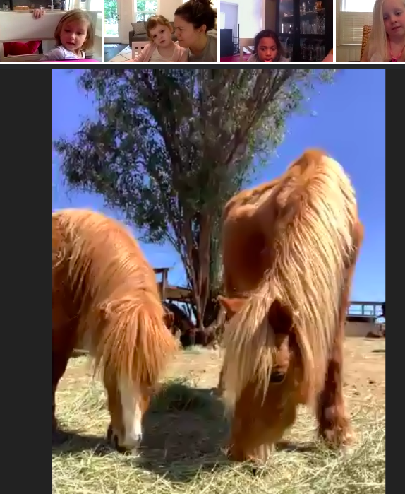 LizAull's tweet photo. Such a fun online field trip! And best use of Zoom ever! King Wolf Sanctuary in CA gave #mvlittles a tour of the animals. #mvunites https://t.co/iLk4DDdxMO