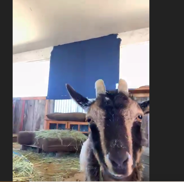 LizAull's tweet photo. Such a fun online field trip! And best use of Zoom ever! King Wolf Sanctuary in CA gave #mvlittles a tour of the animals. #mvunites https://t.co/iLk4DDdxMO