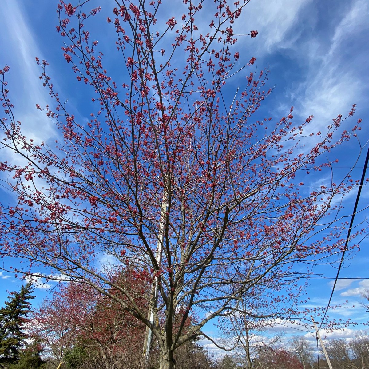 EmilyHazelJohn1's tweet photo. On #EarthDay2020 I'd like to take a moment to appreciate the trees around me. If you have a favorite, post your own #TreeShare
My fav is the red maple (Acer rubrum); a Michigan-native &amp; early spring bloomer. Provides a much needed burst of color. https://t.co/ORwKowNL0O