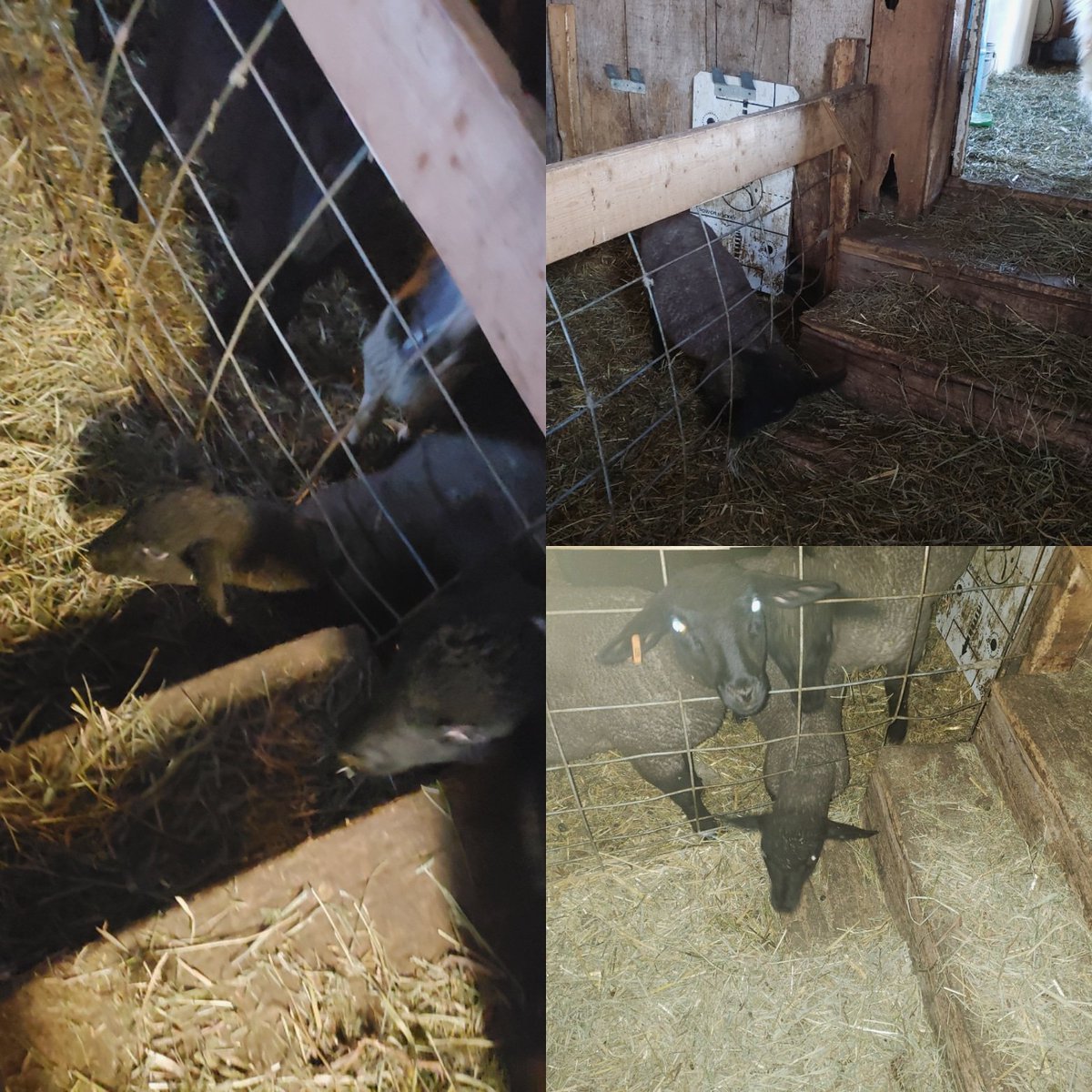 NesFarm's tweet photo. He's tried to assure me this is where the best hay is in the whole pen. Never mind the full feeder and that he needs help getting his fat head back out! 

Every day 

#SheepLogic #Sheep365 #Lamb2020 #Lambing20 https://t.co/n27zmq0tc3