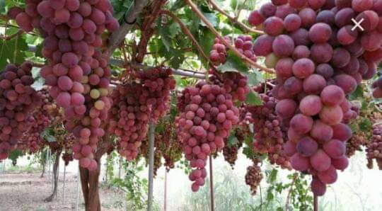 tirousogt's tweet photo. #اليمن_بلاد_الخيرات
#اليمن_بلاد_الخيرات
الأرض الطيبة
اليمن السعيد
أرض الحضارات والتاريخ والمجد العريق https://t.co/yMLgdr93Kz
