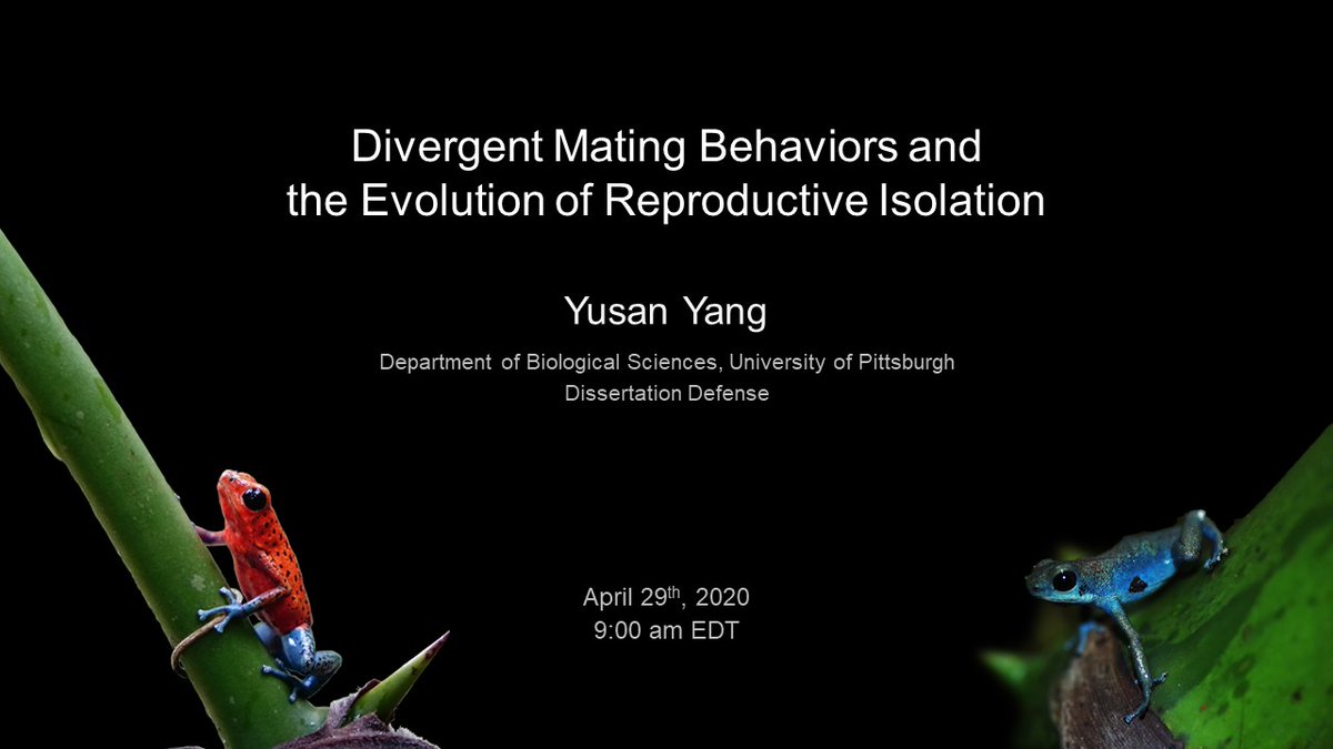 One week til my remote PhD dissertation defense!
Please join us via pitt.zoom.us/j/93296743588

April 29th Wednesday, 9am EDT
#colsci #poisonfrog #sexualselection #speciation
#PhDefense