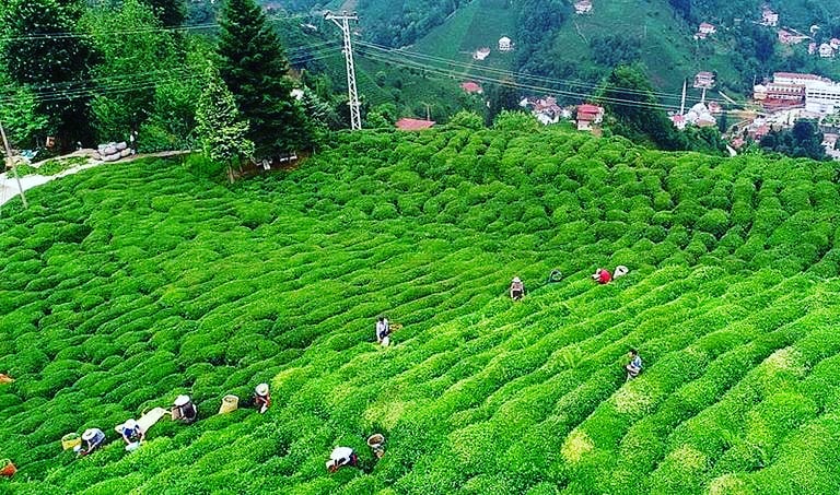 bazaartimesnews's tweet photo. Turkey’s tea exports rise 51% in 1st quarter. Over 1,000 tons of tea exported to 75 countries in first three months, says data.
#turkey #bazaartimes #turkeytea https://t.co/iQFes91rce