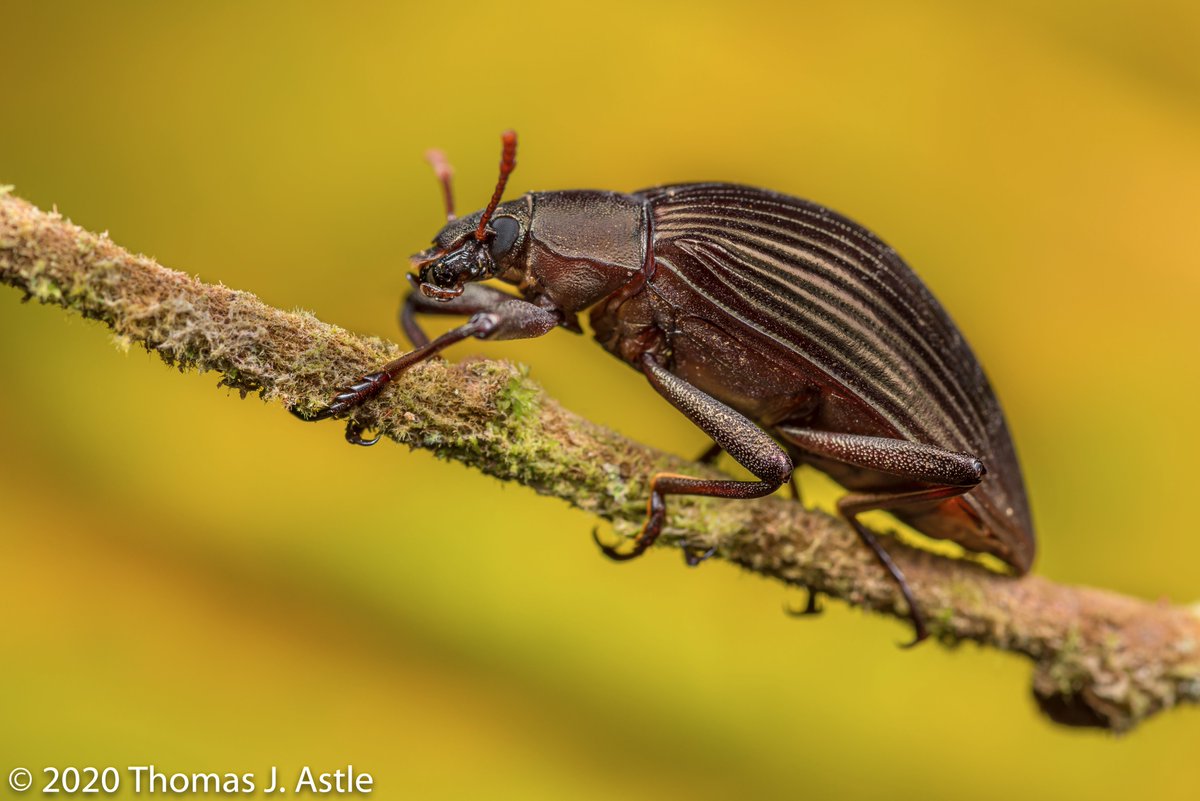 --not infrequently, new species are discovered in museums, where they've lain mis-filed or mis-labled or simply forgotten for years or decades. BTW, I'm using "discovered" in a scientific sense. Many "new" species have actually been--