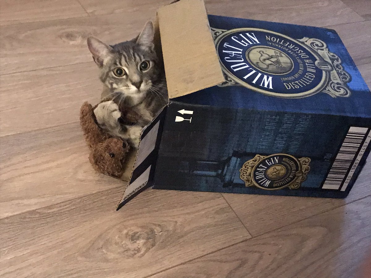 2019Wan's tweet photo. I love a box, don’t you ? This one is very fitting as mum says it’s #wildcatgin ...no idea where all the gin went ...she says it came empty but I have my doubts #CatsOfTheQuarantine #mumlovesgin 🙀😺😹 https://t.co/kCwm0LrJN9