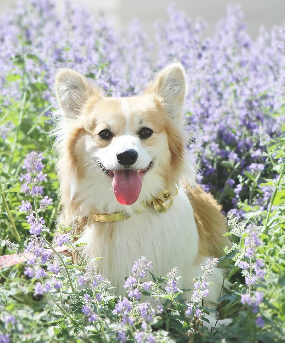 kimchithecorgi's tweet photo. Happy Birthday Mother Earth πππ³π·π»β°οΈποΈπΉπ»π
.
.
.
.
#EarthDay #April22 #flowers #nature #earthgram #naturegram #freshair #spring #beauty #quartineandearthgettingclean #earth #world https://t.co/1SycK1Khsp