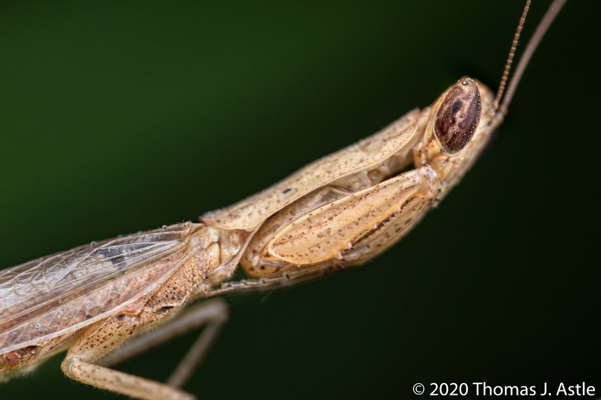 --there might be others hiding in the tall grass or behind a tree... who knows? (It warrants further study. Possibly a grant proposal.) Point is, if they look around, maybe they can find a few more. There are about a million described species of insects, more than all other--