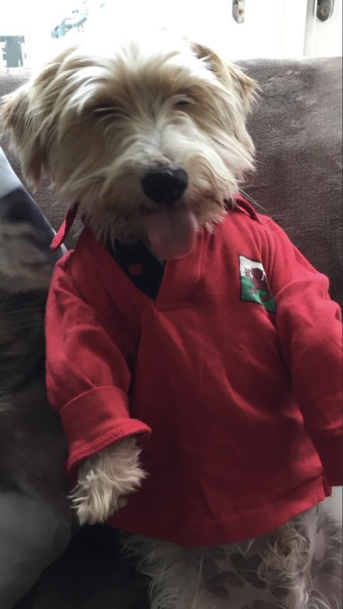 smellycat30's tweet photo. @gareththomas14 Scrumpy sporting his own welsh shirt 🏴󠁧󠁢󠁷󠁬󠁳󠁿 https://t.co/ydB9ohuwMe