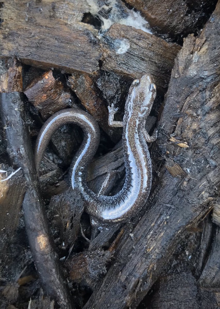 bellemare_jesse's tweet photo. Two #Plethodon cinereus lungless #salamanders at back edge of woodland garden: red-backed and lead-backed phase, same sp. Temps still below freezing at night, but they were at surface &amp; semi-active. Red-backed form common in local forests; have only seen gray form here in town... https://t.co/C5Vm28pSSR