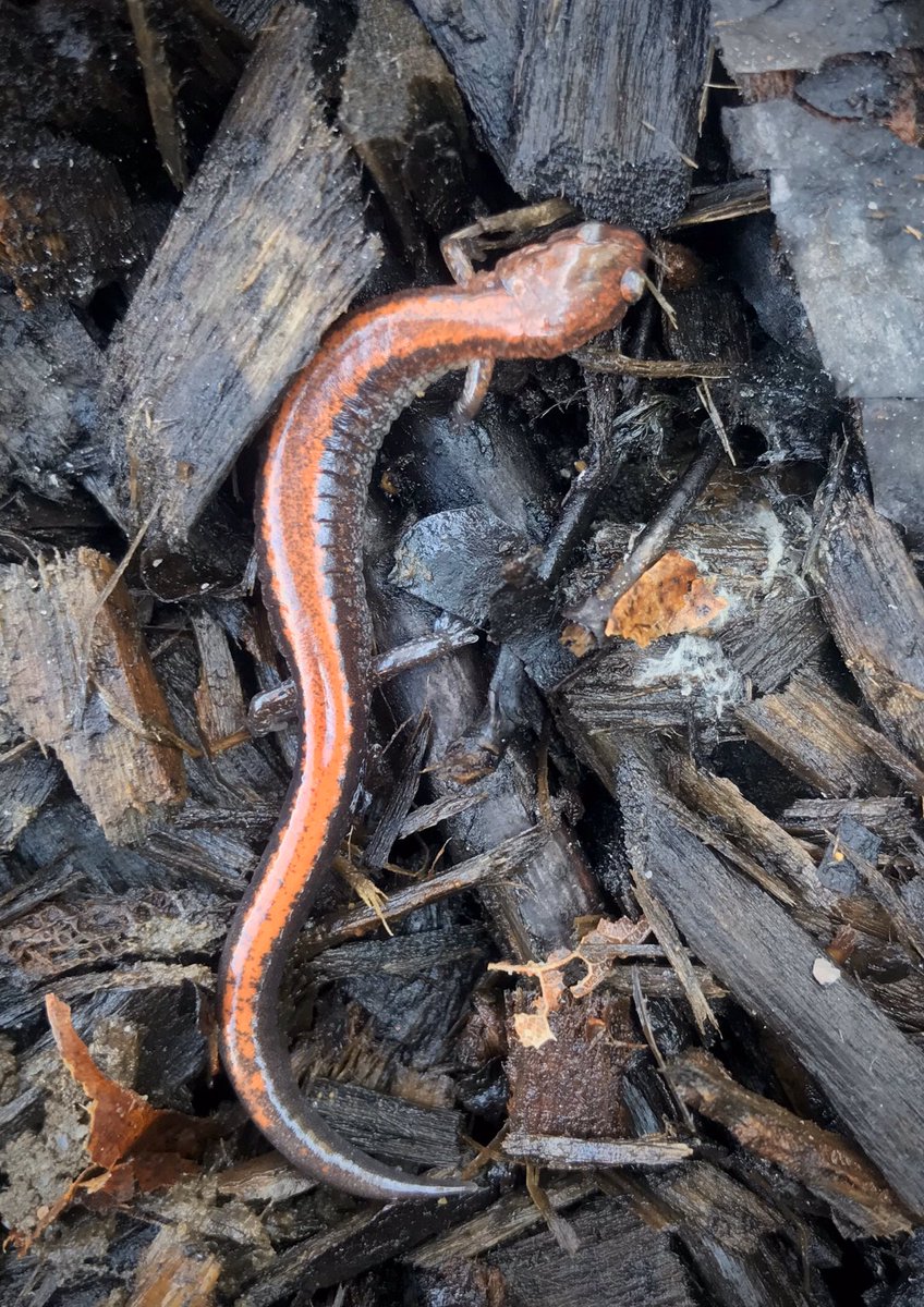 bellemare_jesse's tweet photo. Two #Plethodon cinereus lungless #salamanders at back edge of woodland garden: red-backed and lead-backed phase, same sp. Temps still below freezing at night, but they were at surface &amp; semi-active. Red-backed form common in local forests; have only seen gray form here in town... https://t.co/C5Vm28pSSR