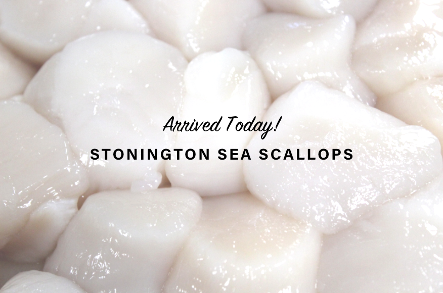 FlandersFish's tweet photo. Stonington Sea Scallops in today! #flandersfish #freshdaily #dailyfresh #stoningtonseascallops #cteats https://t.co/trdFdXvZEi