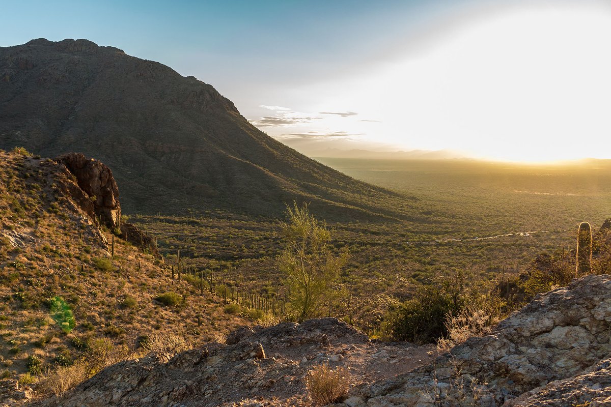 Pima Federal CU tweet media