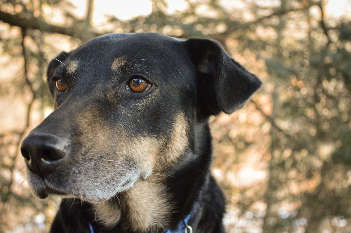 petguardinc's tweet photo. It's time for our pet, er pets, of the week! Meet Raven and Reba who are a bonded pair, and are currently waiting to find a loving home at @Animal_Friends.
.
.
.
#PetGuard #PetGuardians #dog #dogstagram #ilovemydog #cute #adorable #instapup #doglover #dogfeatures https://t.co/VRWhwURVr6