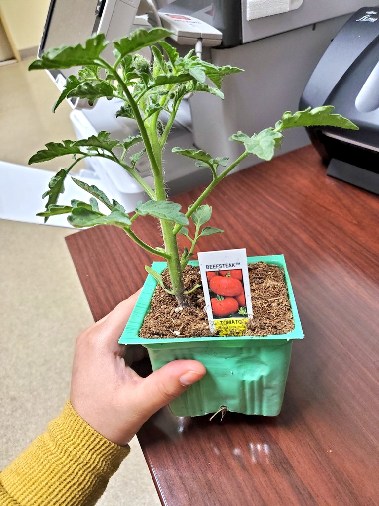 A_jeannethe's tweet photo. I fucking hate ketchup.
What are the odds, the day I put ketchup on my neck, i get a free tomato plant.
Her name is Berry ππ
Happy Earth Day Berry π
ππ
#tomatomom π https://t.co/3UnHVZIYC5