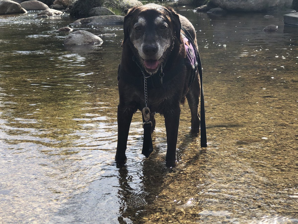 stweetleigh's tweet photo. @kenolin1 #DogsR4Joe
Nutmeg is! https://t.co/tXwXP9hHd9