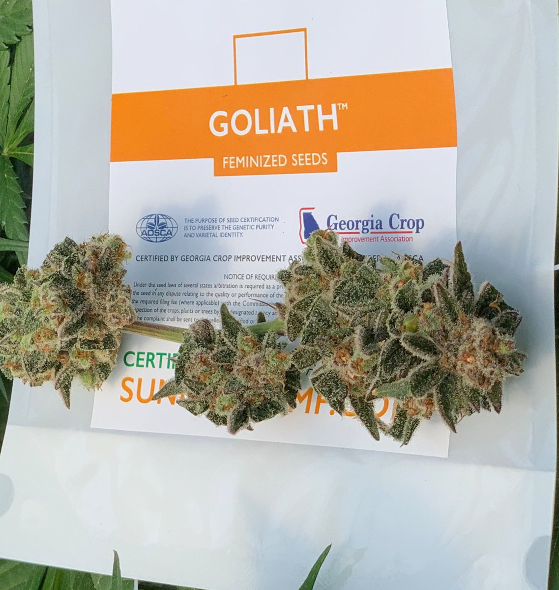 critical_39's tweet photo. Not just any Hemp seed. Certified 🔥

#39hemp #hemp #hempproducts #hempfarms #usahemp #hempflower #hempextracts #cbdflower #cbgflower #hempmarketplace #hempapps #hempplatform #hempbrands #hempbuyers #hempwholesale #hempindustry #hempfiberseeds #hempseeds #floridahemp https://t.co/gGoCmHs3Mo