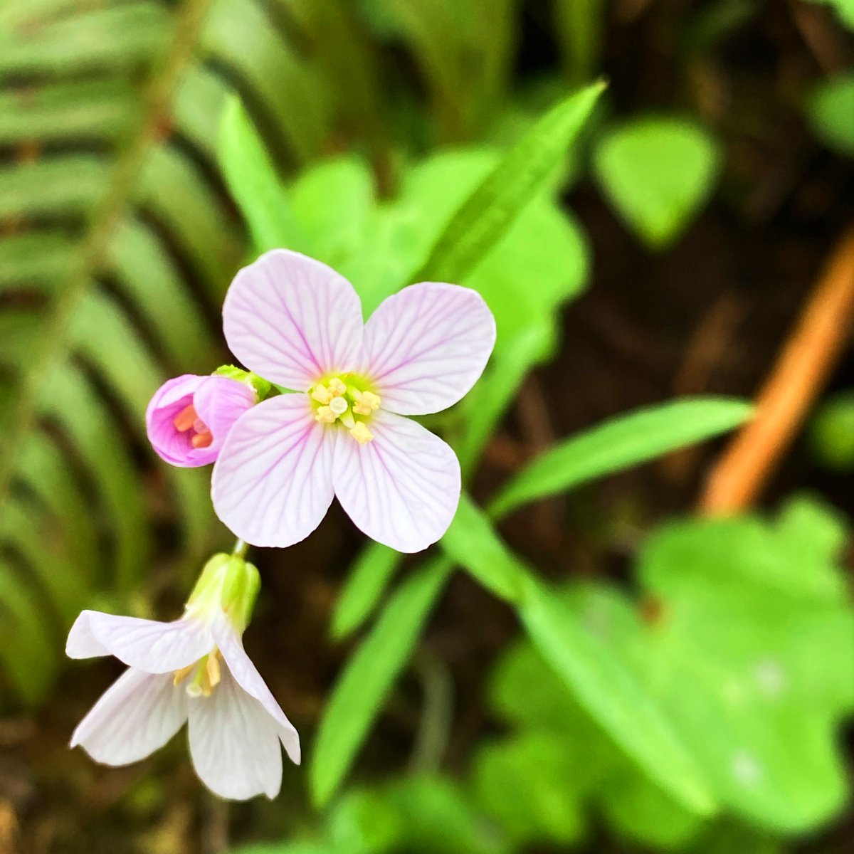 sacred_fire_pdx's tweet photo. “Like wildflowers; You must allow yourself to grow in all the places people thought you never would.”
― E.V
#SacredFireCreative #CommunityOverCompetition https://t.co/YjQyBHmoHu