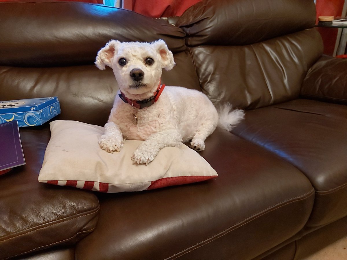 ccazalet's tweet photo. @amessd_southend This is Monty  first dog of Littlethorpe. https://t.co/SK9uQ3lBpr