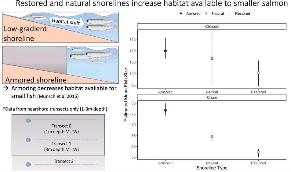 Restored shorelines benefit small fish. <a href="/genoa_sully/">Genoa Sullaway</a> found juv. Chinook &amp; chum #salmon were more tolerant of modified shorelines than surf smelt and sand lance, linked to body size. All fish were more abundant when #eelgrass was present, regardless of shoreline type. #SSEC2020