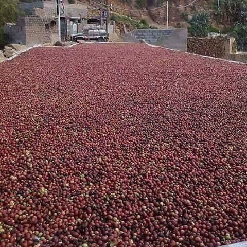 #اليمن_بلاد_الخيرات    لو تلف العالم كله ما تلقى زي العسل اليمني،ولا ألذ من الزبيب اليمني، ولا أجود من البن اليمني 🇾🇪