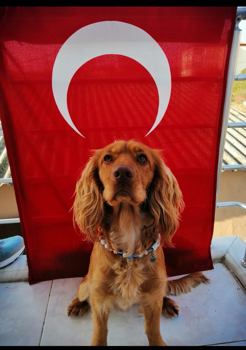 23 Nisan Ulusal Egemenlik ve Çocuk Bayramı'mızın 100. Yılı Kutlu Olsun. #23nisan #yüzüncüyıl #kutluolsun #survivorektsra
 #cockerchivas 🇹🇷🇹🇷🇹🇷🇹🇷🇹🇷🇹🇷🇹🇷🇹🇷🇹🇷