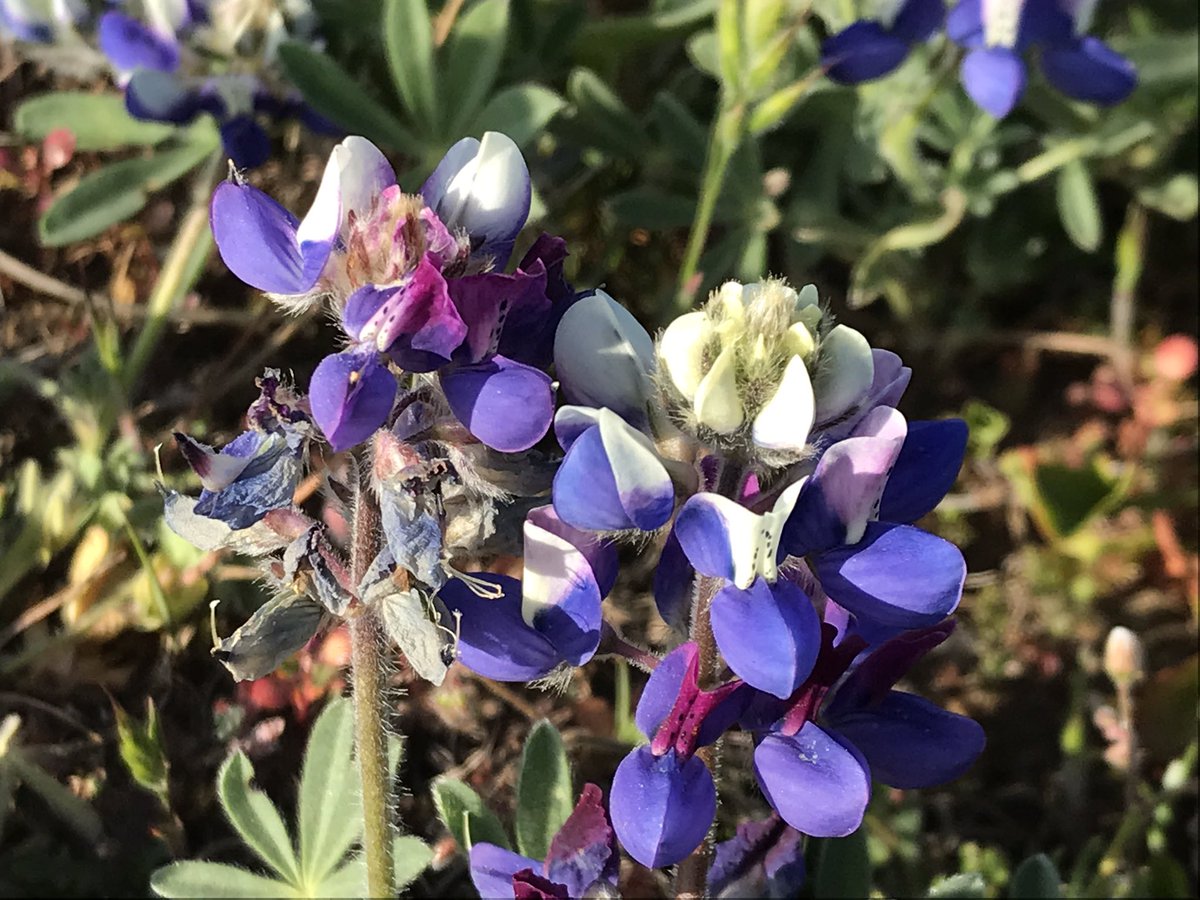 First up is a carpet of colorful lupines. Bluish violet from a distance, so multicolored up close! Sky lupine, Lupinus nanus.  #berkeleyadventures  #BodegaBay 3/12