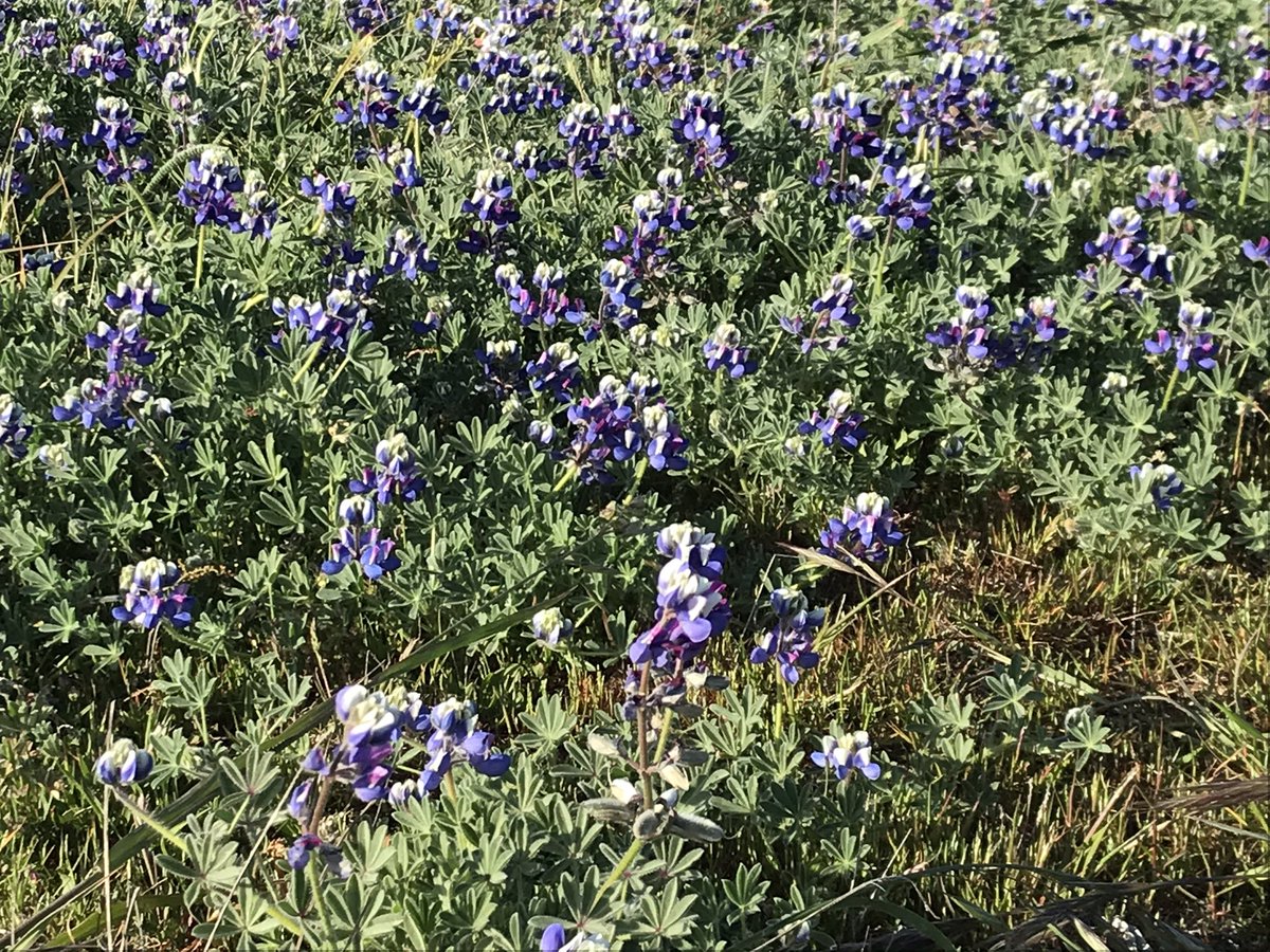 First up is a carpet of colorful lupines. Bluish violet from a distance, so multicolored up close! Sky lupine, Lupinus nanus.  #berkeleyadventures  #BodegaBay 3/12