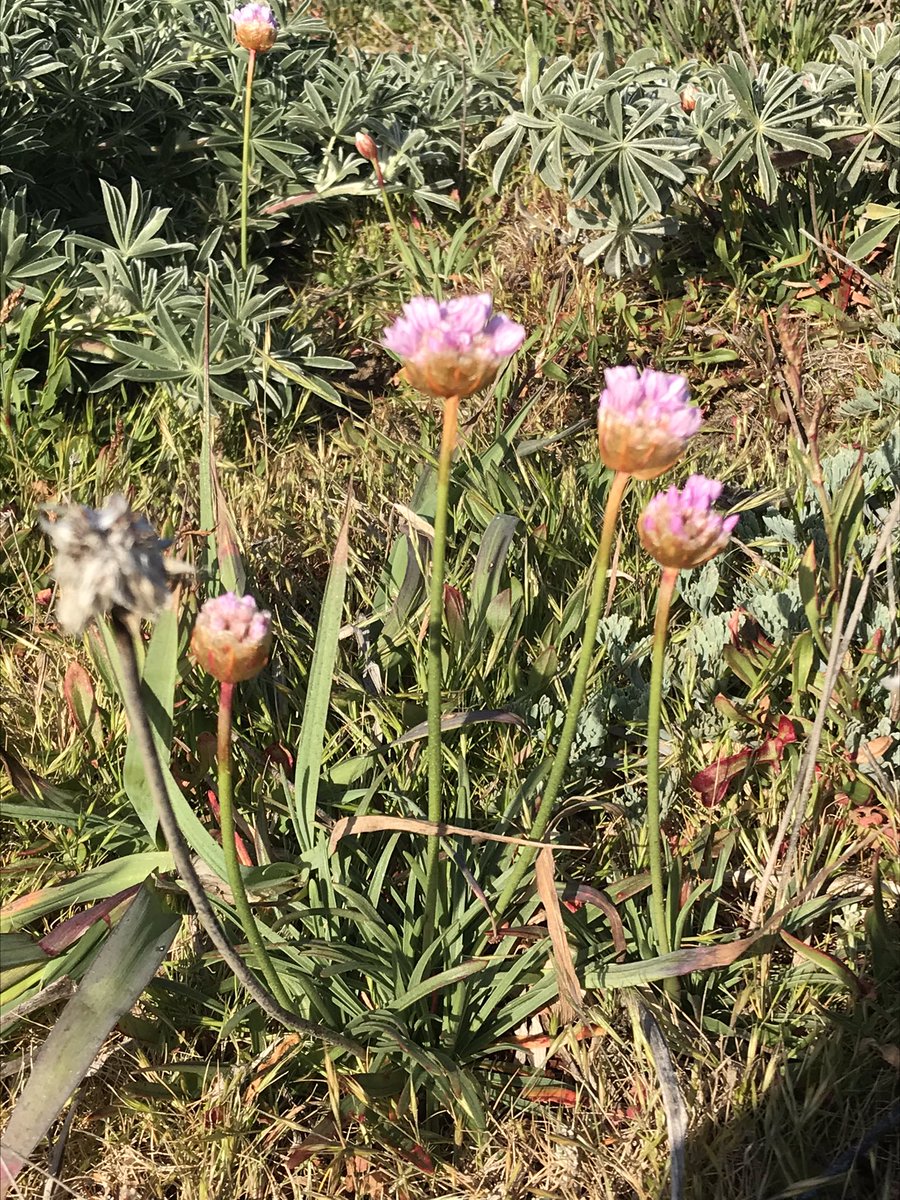 Amongst the lupines, soft pink on a tall stalk: Sea thrift, or Ameria maritima, a name that rolls as sweetly off the tongue as the plant it describes. ( @Lua_Science do you still owe me a song about this pink beauty?)  #berkeleyadventures  #BodegaBay 4/12